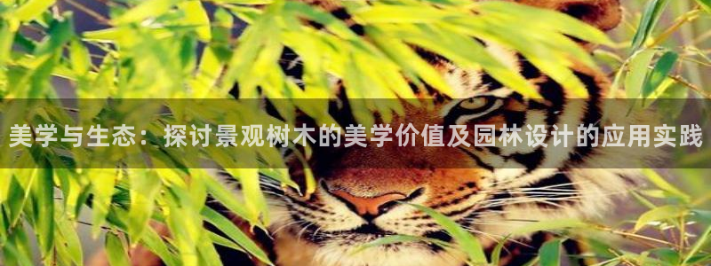 摩根娱乐包是什么
