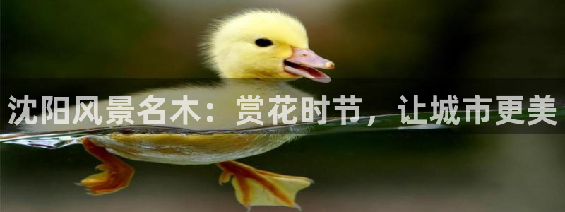 摩根在娱乐圈爆红：沈阳风景名木：赏花时节，让城市更美