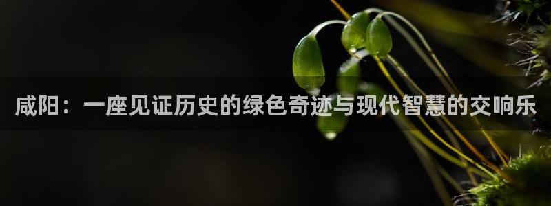 华视娱乐 摩根 王琛