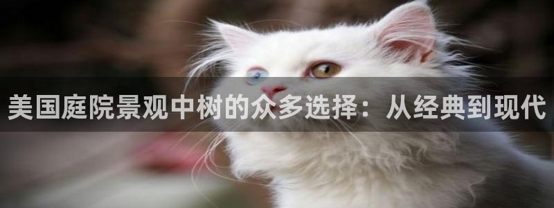 摩根娱乐 总s管50015