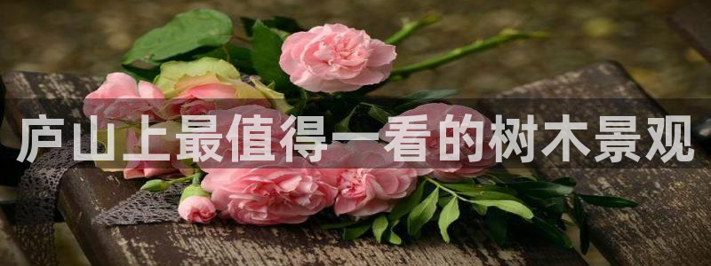 摩根娱乐云挂机项目