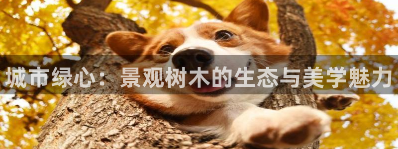 义乌摩根娱乐会所地址