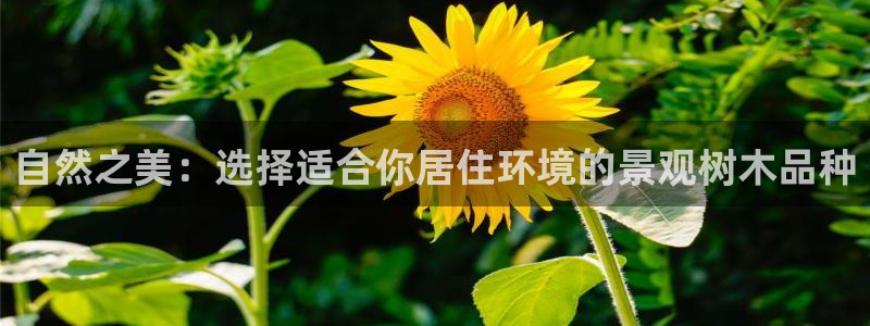 摩根娱乐这个平台怎么样