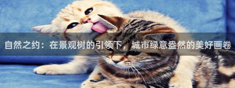 白宫摩根会娱乐会所