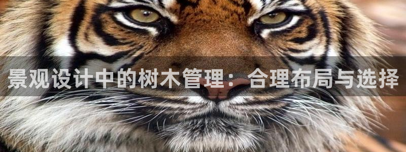 摩根娱乐宝账户