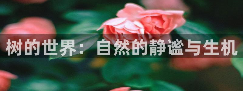 摩根娱乐彩票被骗了：树的世界：自然的静谧与生机