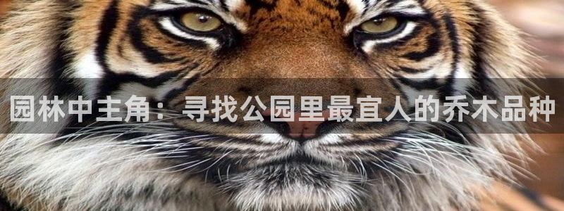 摩根士丹利娱乐