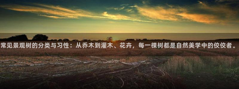 柬埔寨西港摩根娱乐