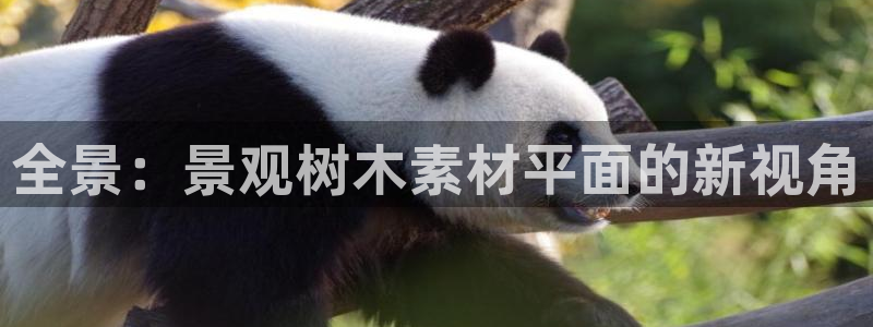 娱乐解说摩根王者荣耀
