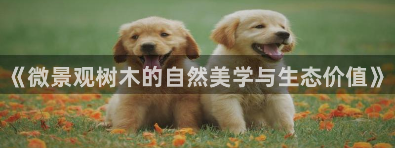 成都摩根娱乐会所