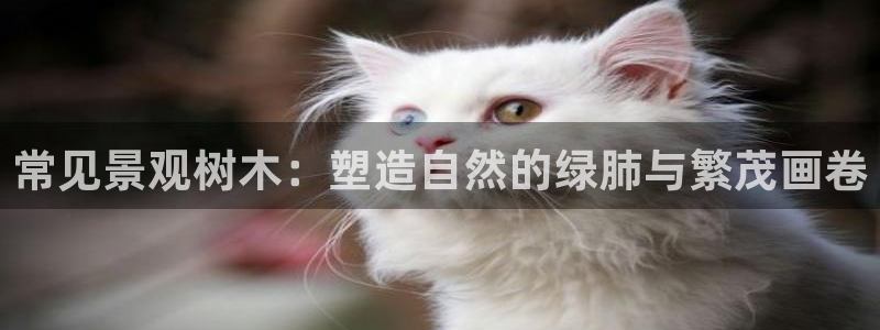 摩根娱乐50186选择