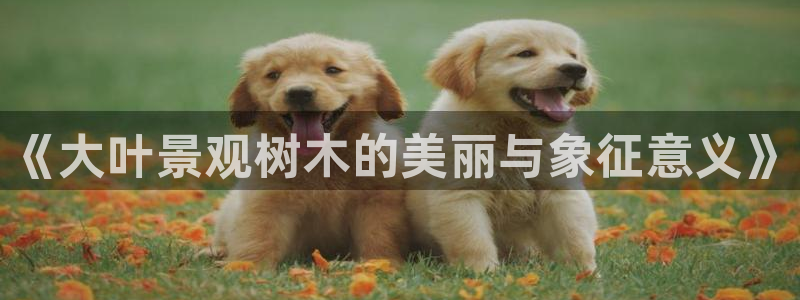 摩根娱乐宝APP下载