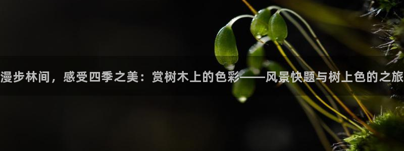 摩根大通投资娱乐公司：漫步林间，感受四季之美：赏树木上的色彩——风景快题与树上色的之旅