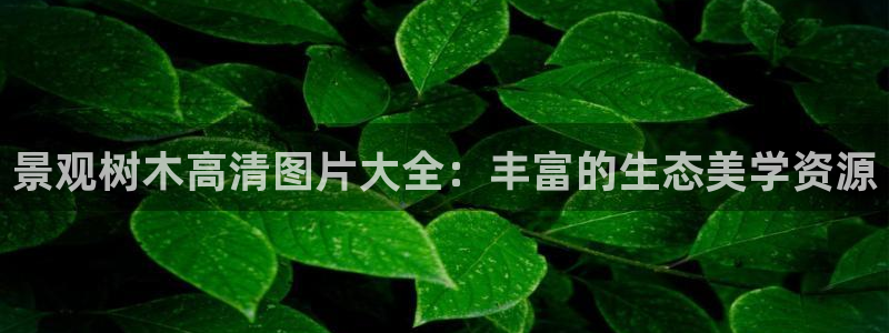 白宫摩根会娱乐有限公司