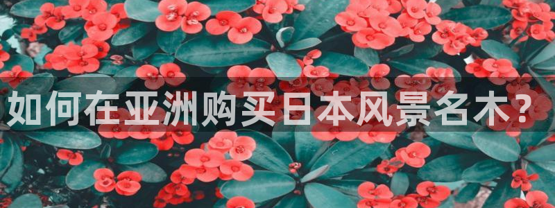 摩根娱乐50186选择