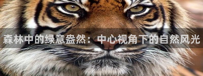 义乌摩根娱乐会所怎么样:森林中的绿意盎然:中心视角下的自然风光